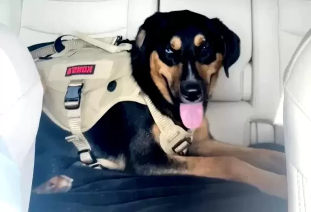A Rottweiler mix dog for adoption in Longview texas, ice poses in the backseat of his owner's car