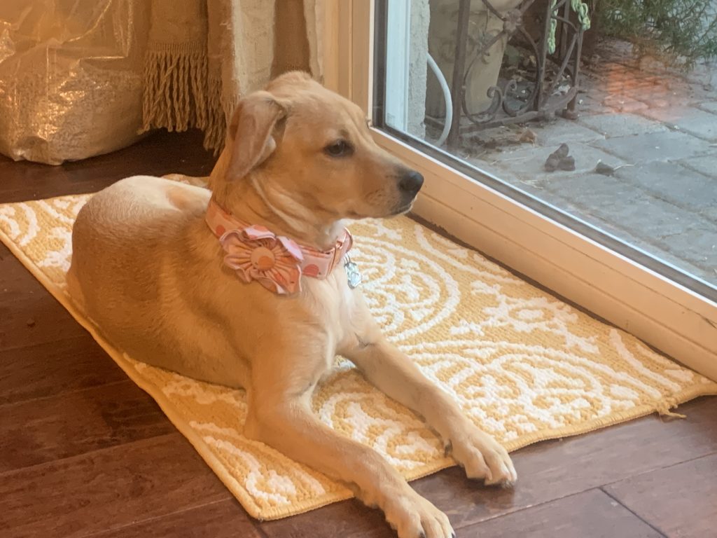 Yellow labrador retriever mix for adoption in spring valley ca – meet alice