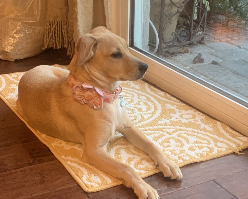 Yellow Labrador Retriever Mix For Adoption in Spring Valley CA – Meet Alice
