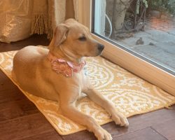 Dog for adoption in spring valley ca