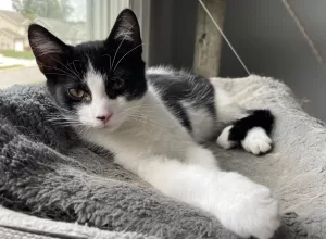 Beautiful Black And White Kitten For Adoption In Winona Lake Indiana – Meet Felix