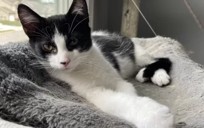 Beautiful black and white kitten for adoption in winona lake indiana – meet felix