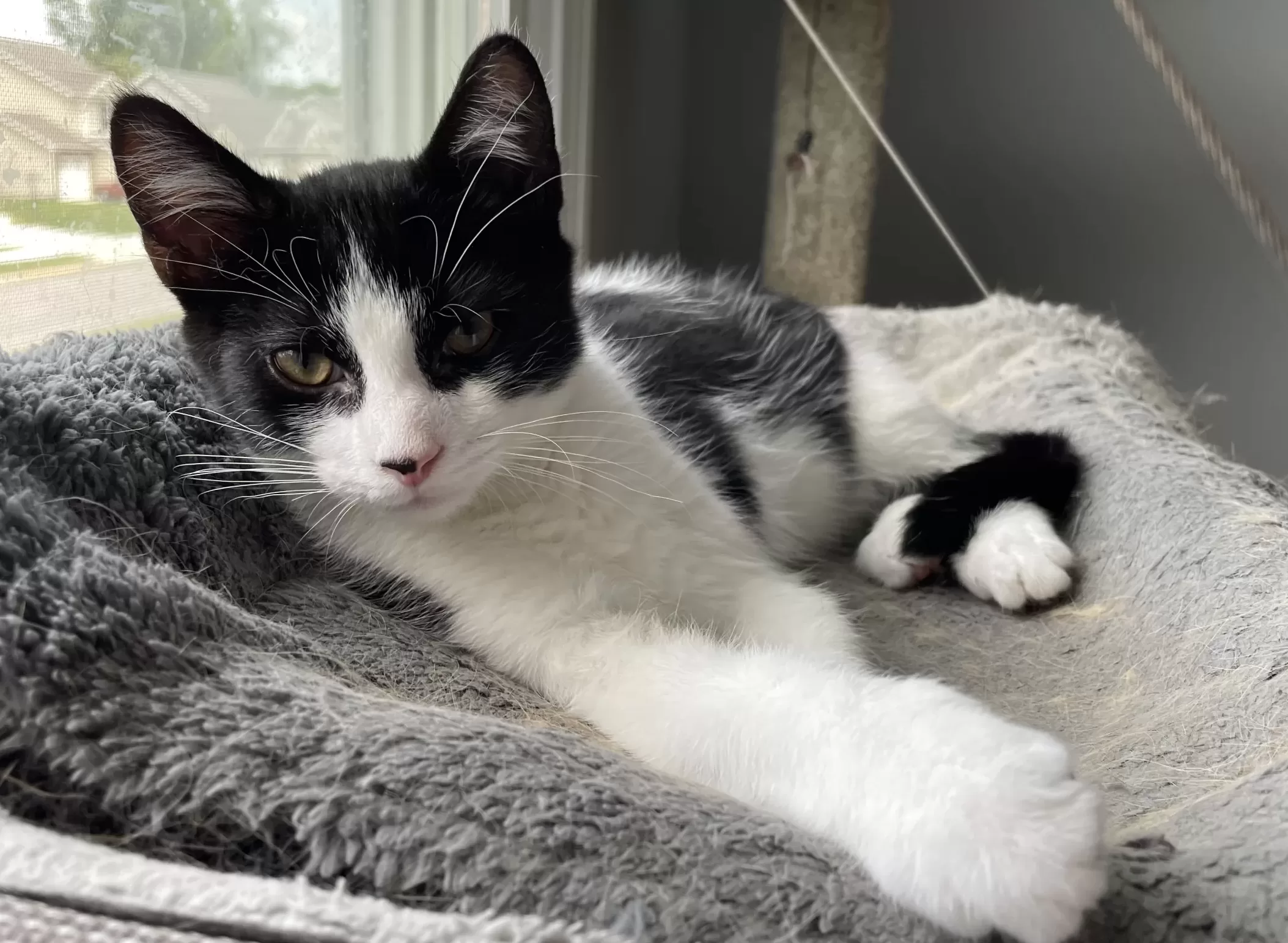 Black and white kitten for adoption