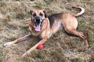 German shepherd mix dog for adoption in bellevue washington – meet handsome nyx