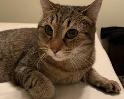 Tabby cat for adoption in georgetown tx