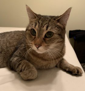 tabby cat for adoption in Georgetown TX