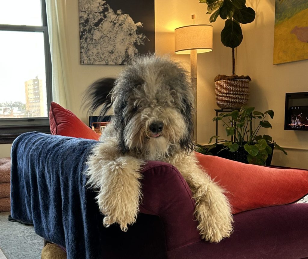Large dogs for adoption Photo Bernedoodle dog for adoption in Kansas City Missouri