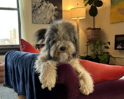 Photo Bernedoodle Dog For Adoption In Kansas City Missouri