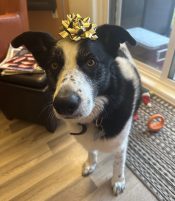 Amazing Border Collie German Shepherd Mix Dog For Adoption In Edmonton AB – Meet Finnigan
