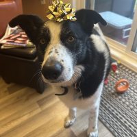 Amazing Border Collie German Shepherd Mix Dog For Adoption In Edmonton AB – Meet Finnigan