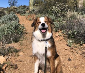 australian shepherd mix dog for adoption in nashville Photo australian shepherd mix dog for adoption in nashville
