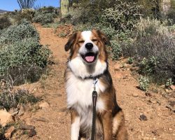 australian shepherd mix dog for adoption in nashville Photo australian shepherd mix dog for adoption in nashville