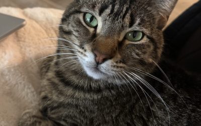 Adopt loveable loki – san antonio's cuddliest tabby cat