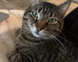 Brown Tabby Cat With Very Green Eyes Looking Directly Into The Camera