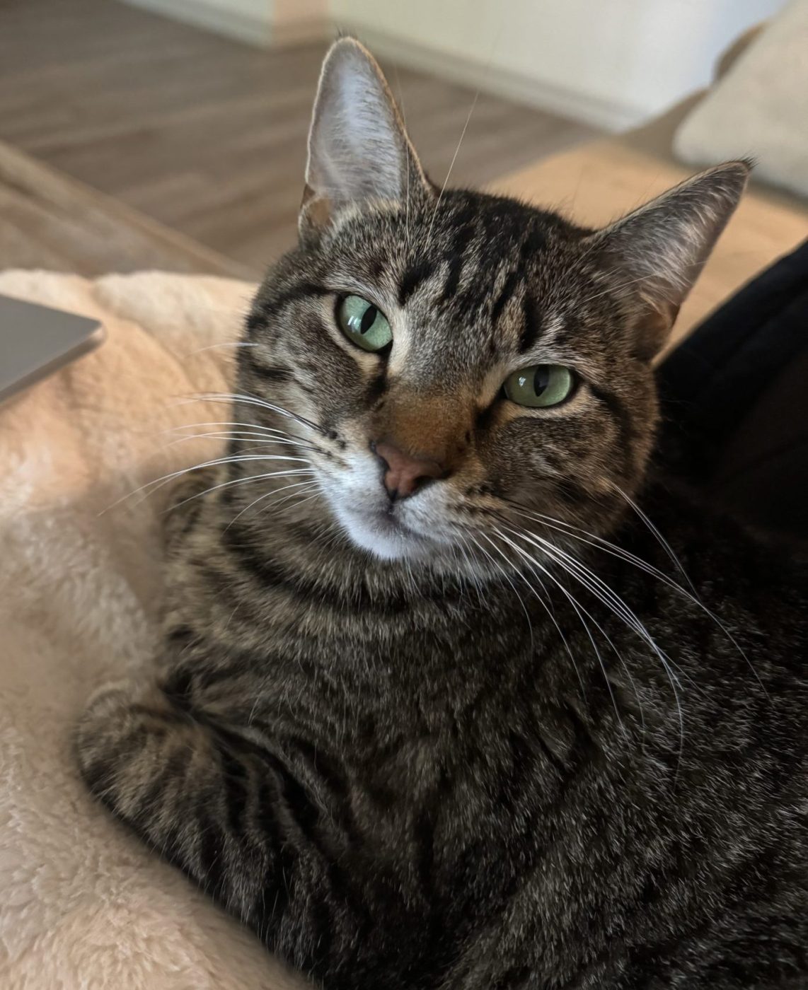 Brown tabby cat with very green eyes looking directly into the camera