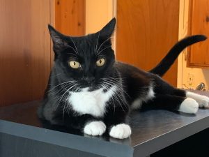 Cookie - an adorable black and white tuxedo cat for adoption in san diego california