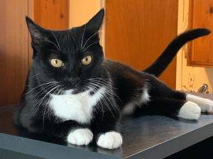 Adorable tuxedo cat for adoption in san diego ca – supplies included – adopt cookie