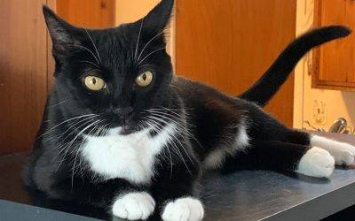 Adorable Tuxedo Cat For Adoption in San Diego CA – Supplies Included – Adopt Cookie