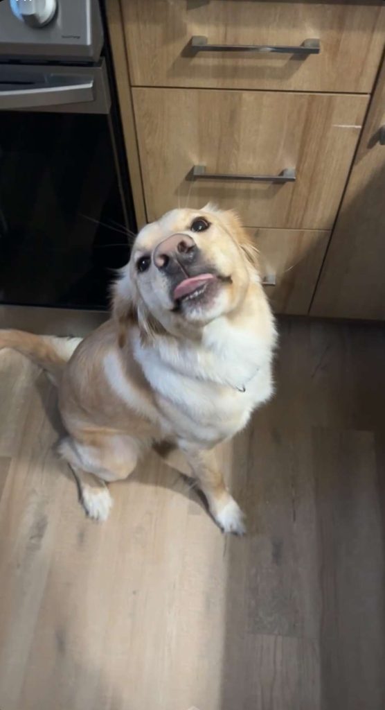 Photo CAPTAIN A GOLDEN RETRIEVER DOG FOR ADOPTION.IN FORT SESKATCHEWAN ALBERTA