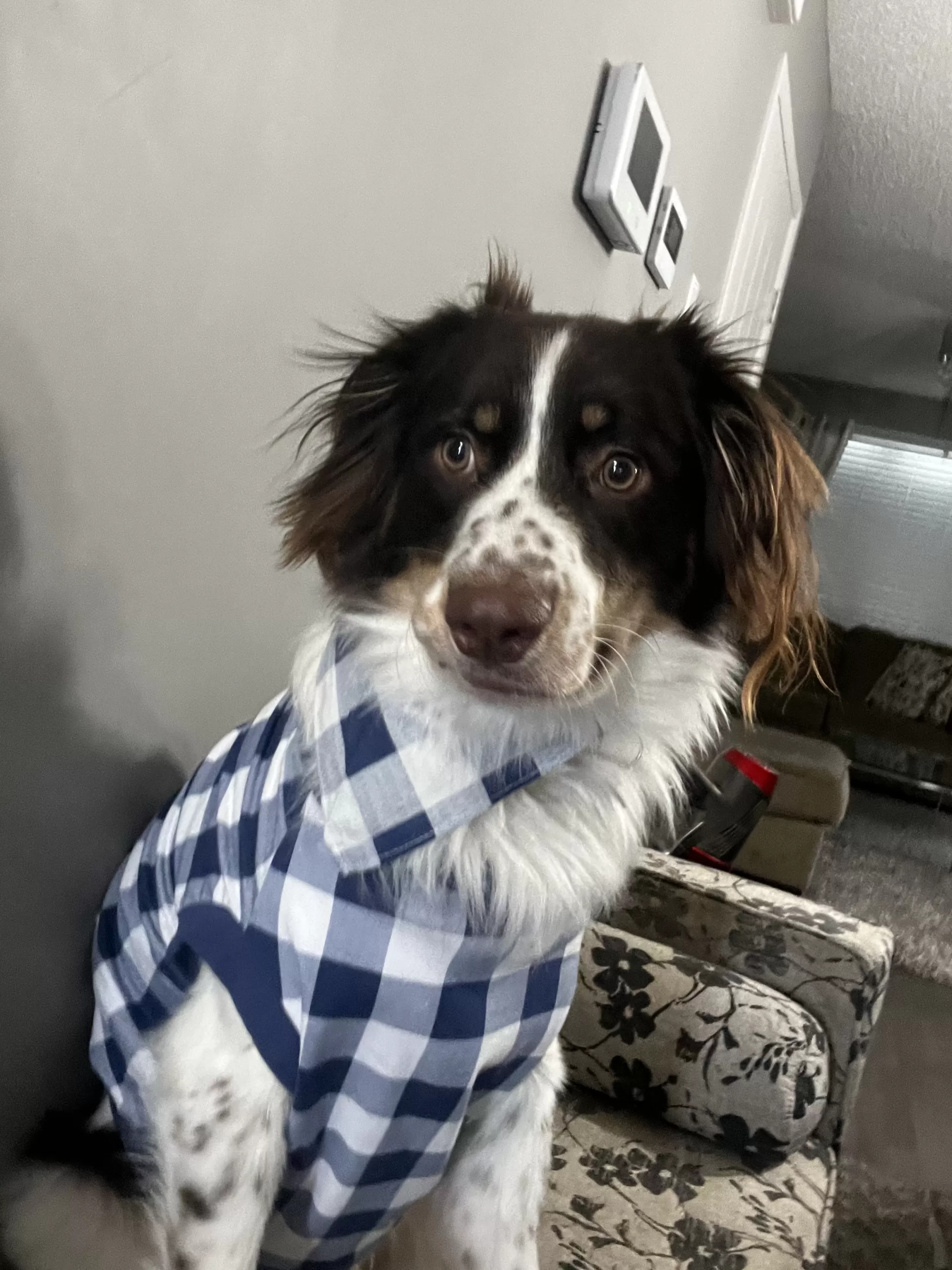 1 Amazing Aussiedoodle Dog For Adoption in Edmonton AB – Meet Chico