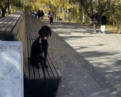 Mini bernedoodle for adoption