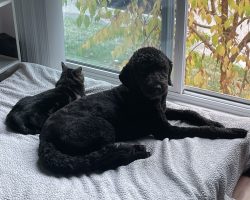 Mini bernedoodle for adoption