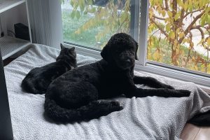 mini bernedoodle for adoption Photo mini bernedoodle for adoption