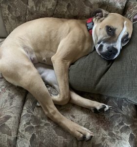 Dog for adoption in coquitlam