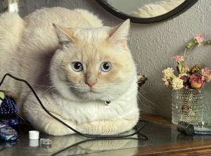 Flame Point Himalayan Persian Cat For Adoption Near Portland Oregon – Meet Blanco