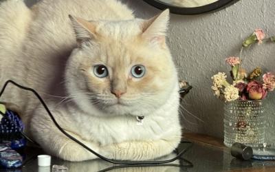 Flame point himalayan persian cat for adoption near portland oregon – meet blanco