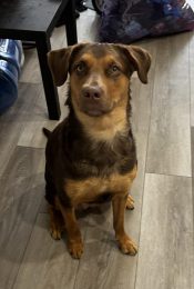 Everest, A Beagle Labrador Retriever Mix Dog For Adoption In Edmonton Ab