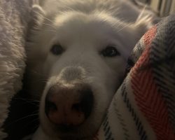 Great pyrenees siberian husky dog for adoption in nashville tennessee