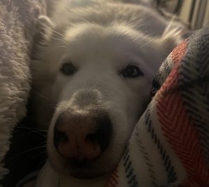 Great Pyrenees Siberian Husky dog for adoption in Nashville Tennessee