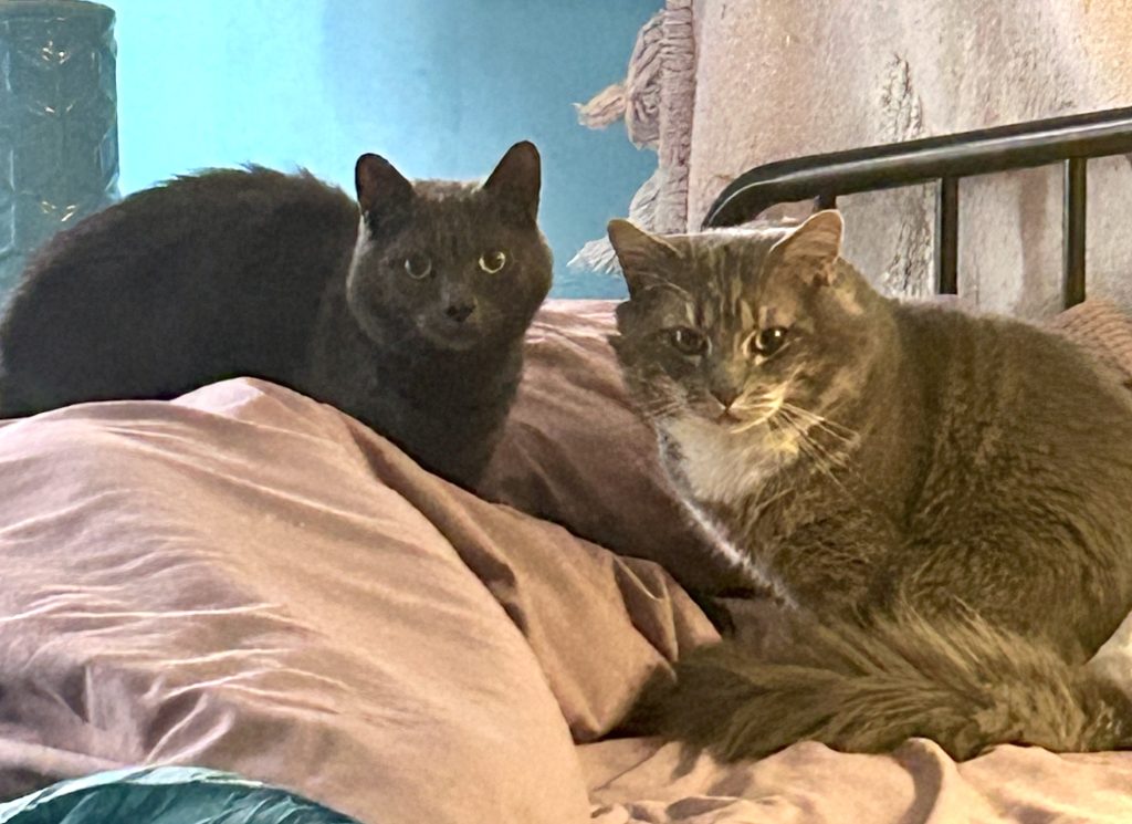 gray tabby cats for adoption Photo Bonded Grey Cats for Adoption in San Antonio TX – Meet Oliver & Stanley