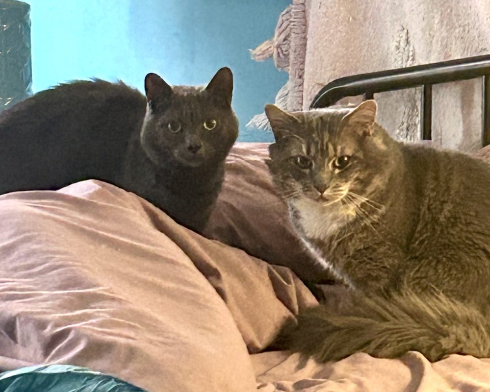 Bonded Grey Cats for Adoption in San Antonio TX – Meet Oliver & Stanley