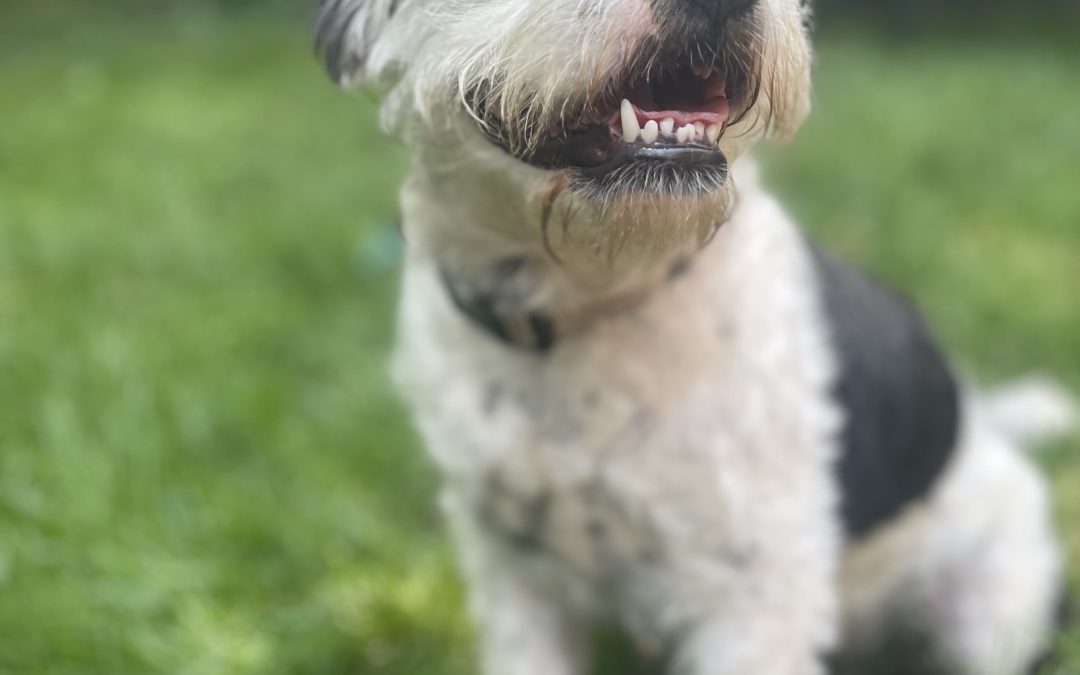 Adorable miniature schnauzer mix puppy for adoption in brooklyn – meet willow