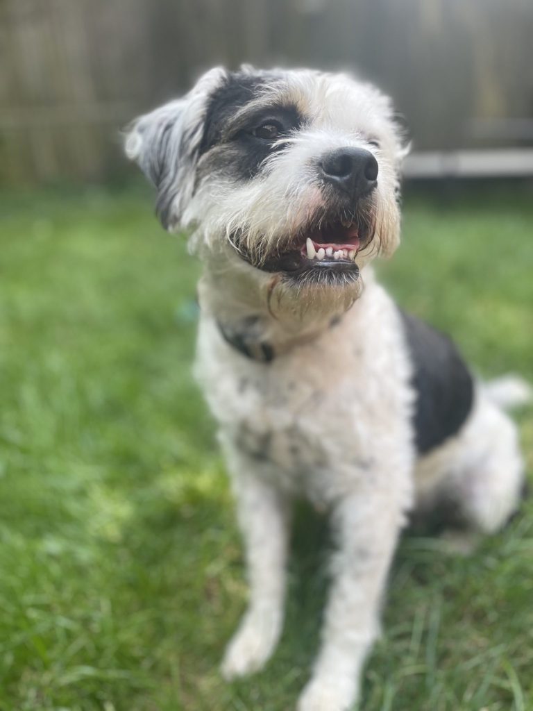 Adorable miniature schnauzer mix puppy for adoption in brooklyn – meet willow