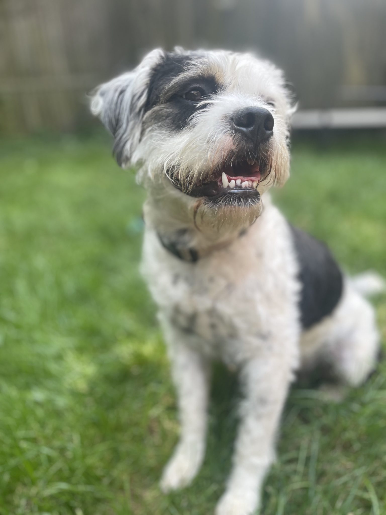 Adorable Miniature Schnauzer Mix Puppy For Adoption in Brooklyn – Meet Willow