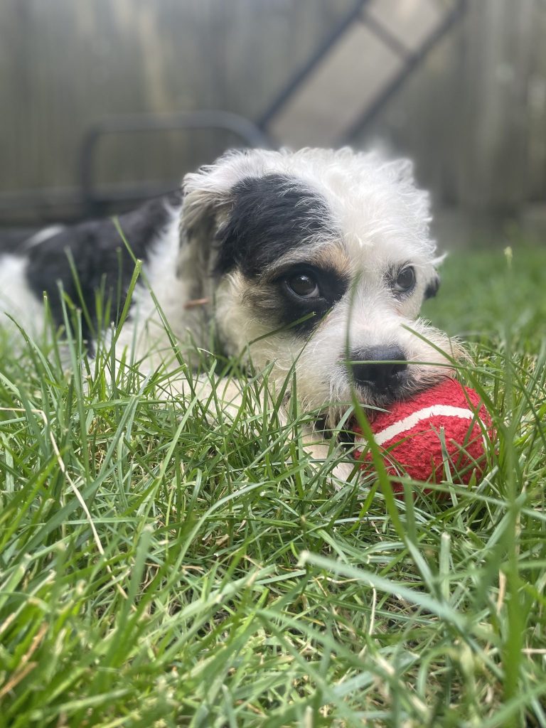 puppy for adoption in brooklyn
