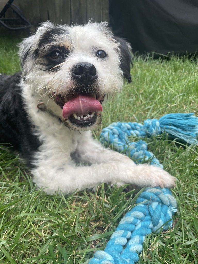 puppy for adoption in brooklyn