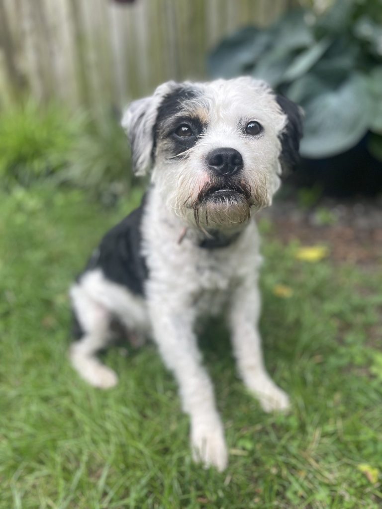 puppy for adoption in brooklyn