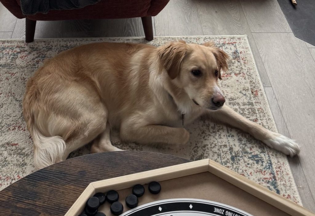Photo Golden retriever dog for adoption.In fort saskatchewan alberta