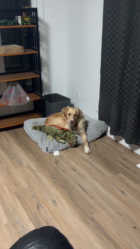Photo Golden retriever dog for adoption in fort saskatchewan.Alberta