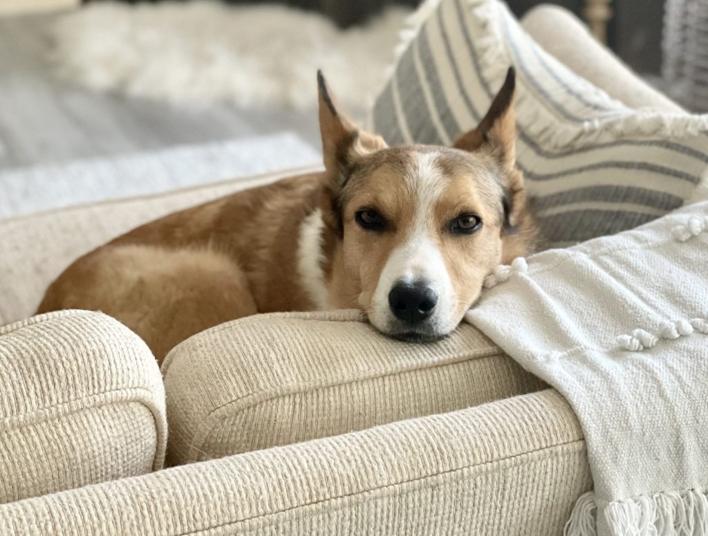 Australian cattle dog border collie mix dog for adoption in calgary ab – meet skipper