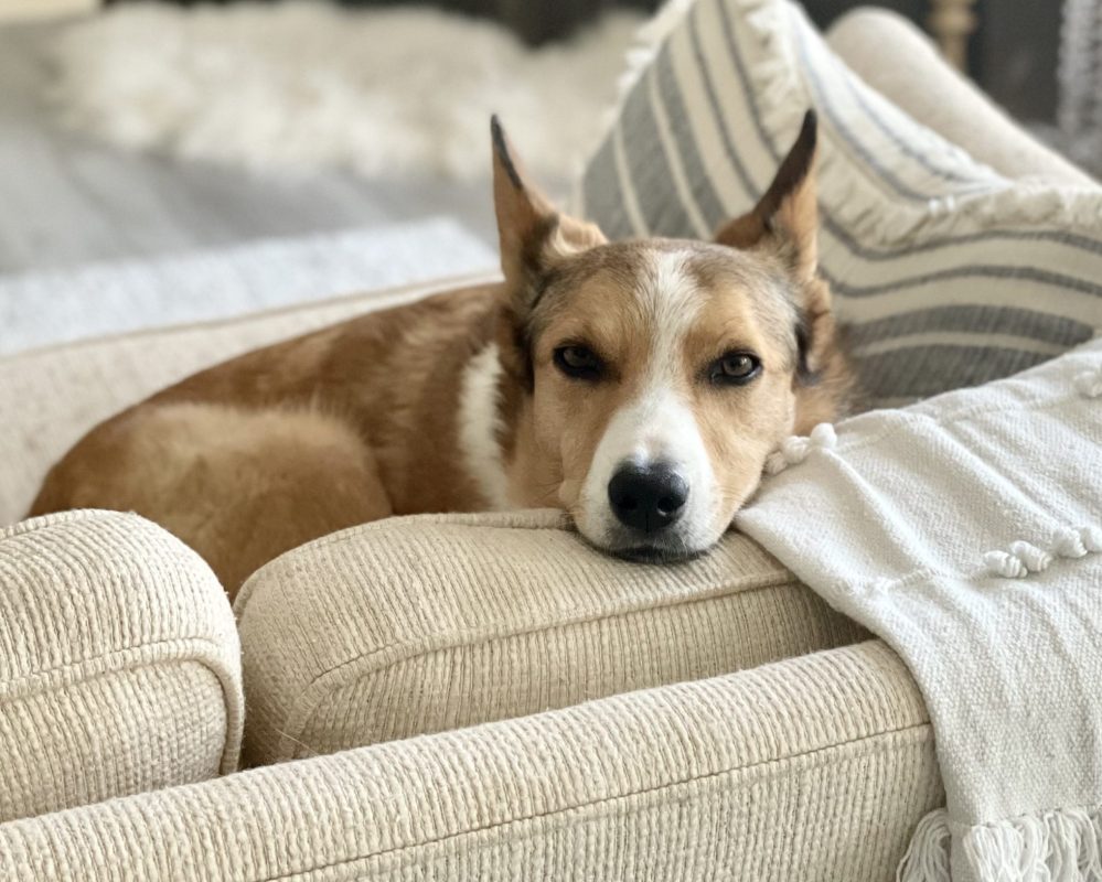 Australian Cattle Dog Border Collie Mix Dog for Adoption in Calgary AB – Meet Skipper