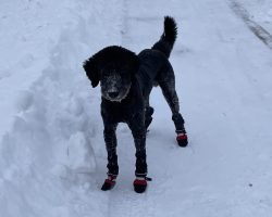 Mini bernedoodle for adoption