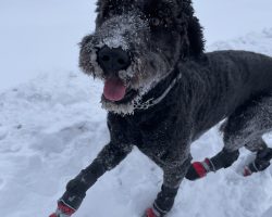 Mini bernedoodle for adoption