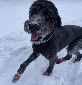 Mini Bernedoodle For Adoption Photo Mini bernedoodle for adoption