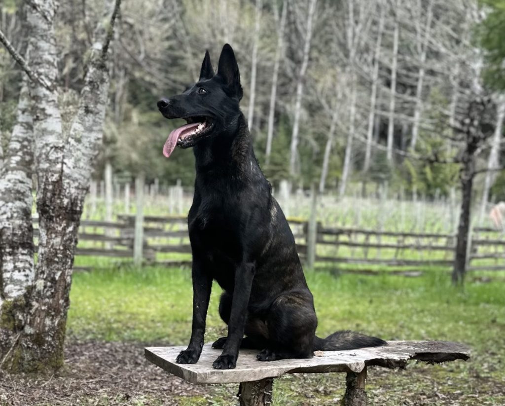 oregon dog rehoming Photo Beautiful Brindle Belgian Malinois For Adoption in Alsea OR – Meet Masha