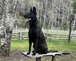 BELGIAN MALINOIS FOR ADOPTION Photo BELGIAN MALINOIS FOR ADOPTION